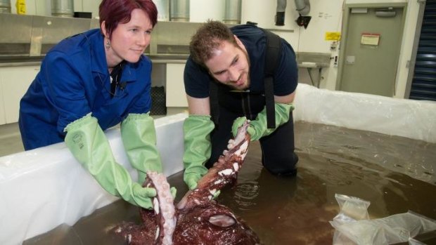 Kat Bolstad (left) of Auckland University works on a colossal squid with Aaron Evans of Otago University as it is defrosted at Te Papa labs in Wellington.