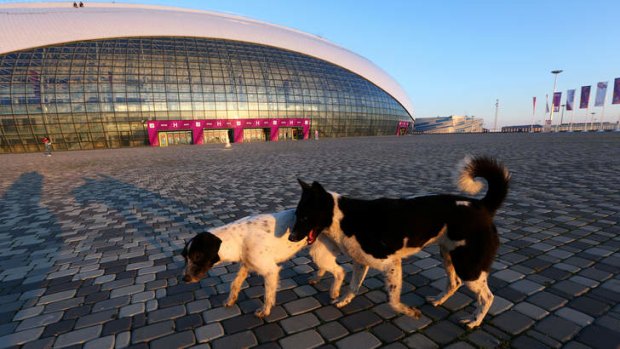 Stray dogs walk in front of the Bolshoy Ice Dome ahead of the Sochi 2014 Winter Olympics.