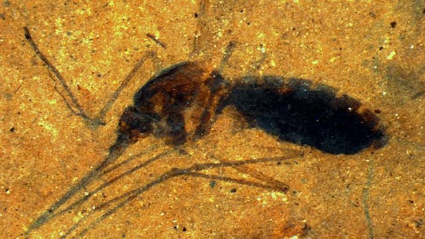 Improbable event: The fossilised mosquito was found in a US lakebed.