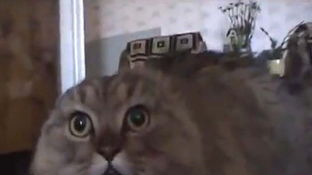 The "No No No No No Cat" is currently reigning as the funniest clip on YouTube - but is it cruel?