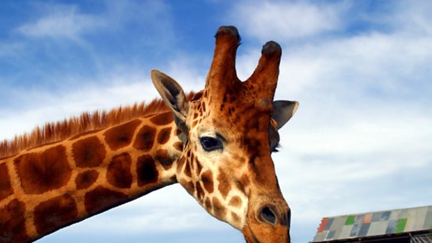 Tall order ... one of Werribee Zoo's resident giraffes.