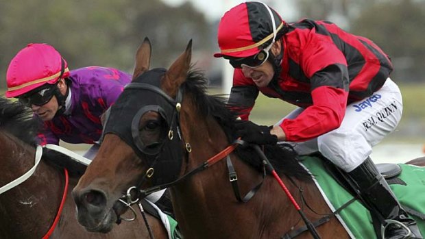 Under a hold &#8230; Rod Quinn guides Bledisloe to victory at Rosehill recently. They combine again in the $85,000 Pro-Ride Handicap over 1600 metres at Warwick Farm on Saturday.