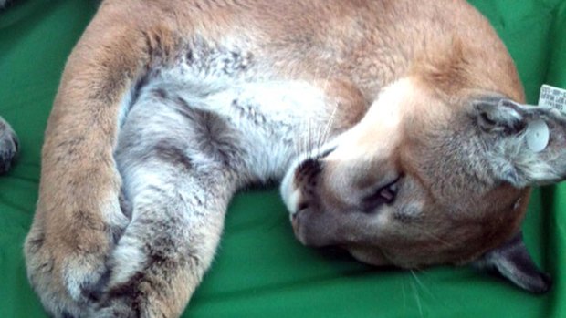 A mountain lion that wandered into a Reno casino lies tranquilised.
