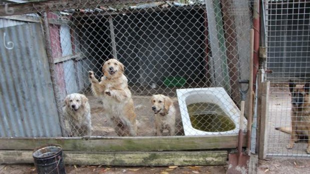 Dogs were living in cages inside a corrugated iron compound.