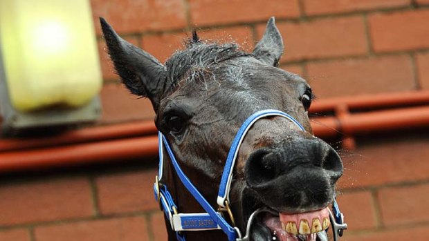 Black Caviar is expected to make it 18 out of 18 at Caulfield.