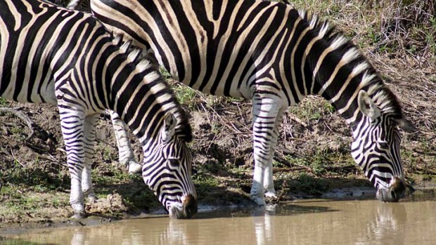7. Take lots and lots of photos of zebras in Africa.