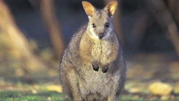 The government says the wallaby population in Mission Beach is out of control.
