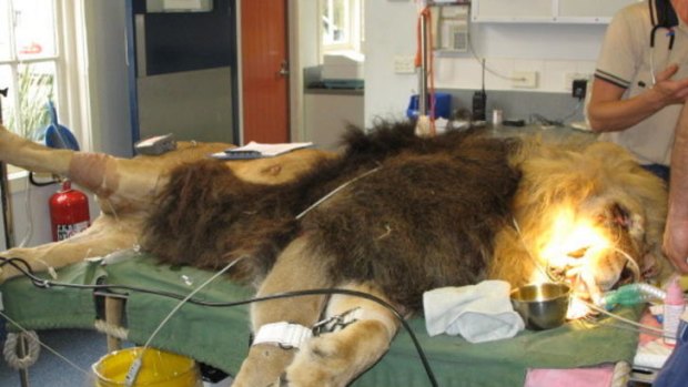 One of veterinary dentist Stephen Coles' larger patients - a lion