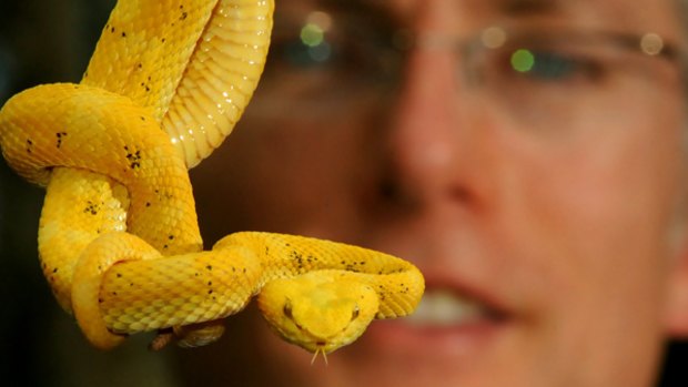 A dangerous beauty: Venom expert Ken Winkel with a deadly eyelash viper at Melbourne Zoo yesterday.