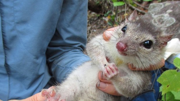 Scientists have discovered a healthy group of endangered quolls. 