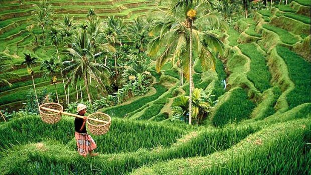 Rice terraces, Bali.