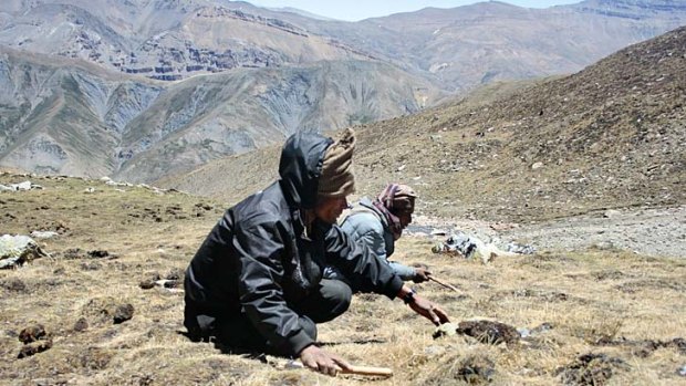 On the hunt: Harvesters in Nepal scour meadows at 4,000-metres altitude.