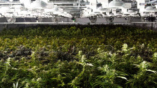 Marijuana plants in a grow house.