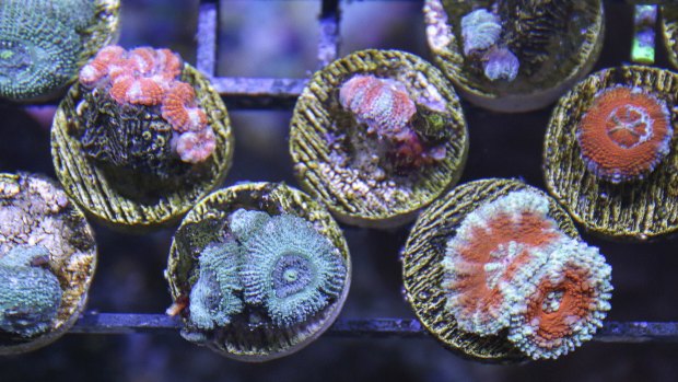 Coral  Acanthastrea "Acans". 