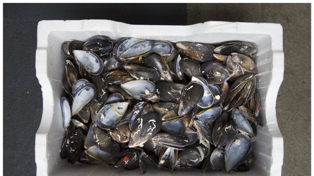 A box of used mussel shells for recycling at Little Creatures.