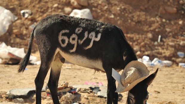'Revolution 69': the year Muammar Gaddafi came into power written on a donkey in Ras Lanuf.