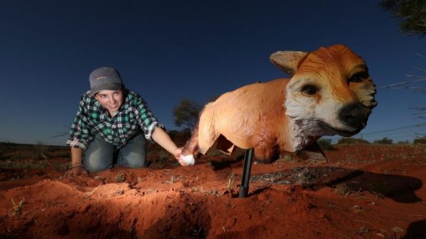 UNSW honours student Roie Atkins adjusts a model of a fox as part of a study into how native animals react to predators. 