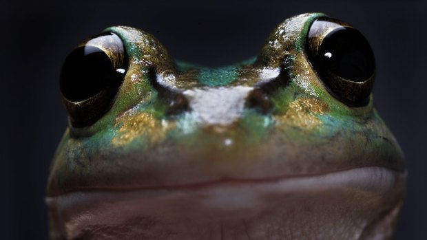 There are only two thriving populations of this frog, in Homebush and Flemington.