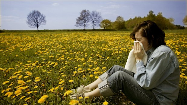 Pollen counts have peaked in December this year.