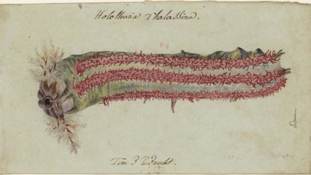 Charles-Alexandre Lesueur's "Holothuria thalassina -(sea cucumber) Terre d'Endracht".