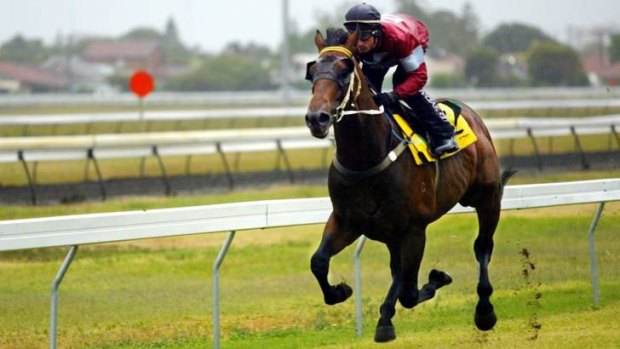Super sire: Fastnet Rock, pictured here trialling in 2005 with Glen Boss in the saddle, will again be well represented at New Zealand's Karaka Premier Sale.