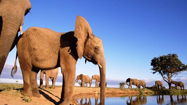 Park survival ... elephant numbers have risen in Kruger National Park.