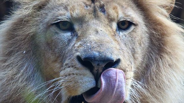 Lip smacking &#8230; Johari, a male lion at Taronga Zoo, will be one of the lions keeping an eye on Crave Festival diners at Taronga Zoo.