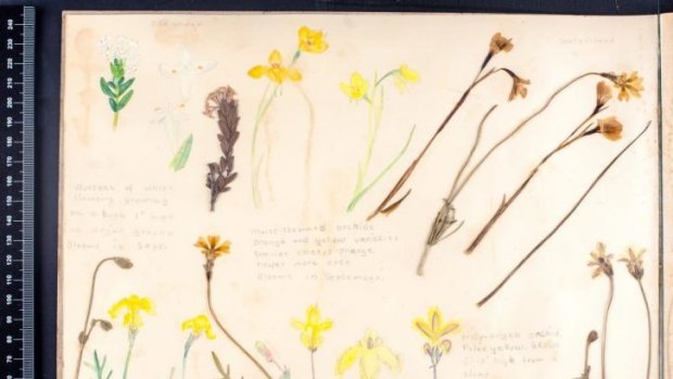Flowery: Illustrations from Doreen's Altona notebook.