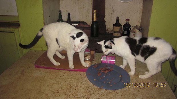 Cats feed on a table.