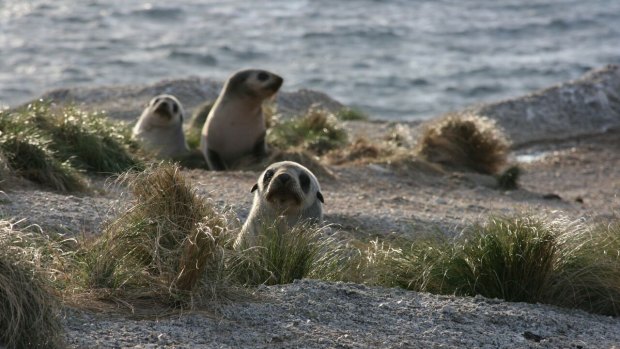 Seals were filmed foraging for food around an oil rig and GPS tracking indicated they were also following pipelines.