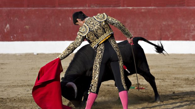 A bullfighter at work in the ring.
