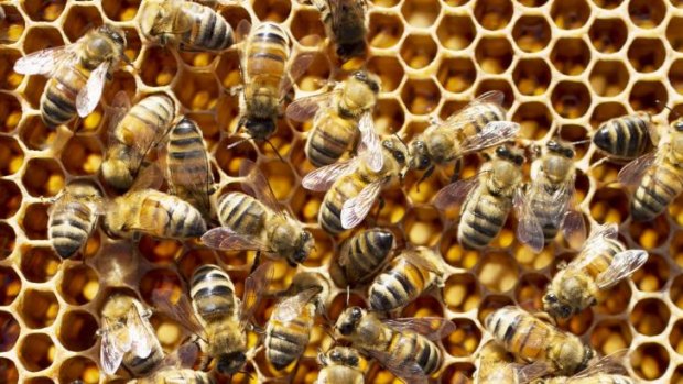Good neighbours: bees rarely attack people, despite popular fears.