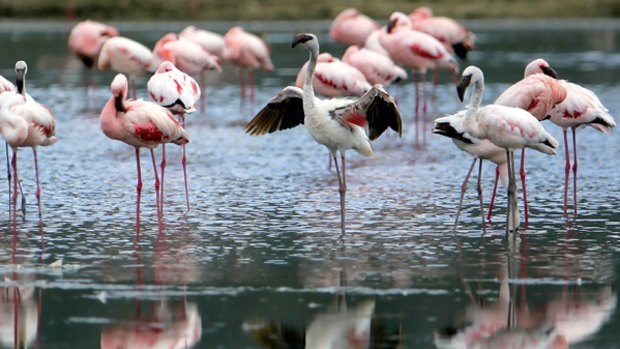Flamingoes on Lake Nakuru.