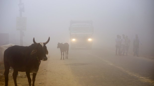 Cows stand by the side of a road as a truck drives with lights on through smog in Greater Noida, near Delhi.