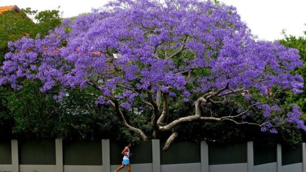 Jacaranda trees are the soul of Sydney for Jennifer Byrne.