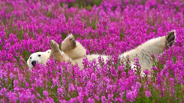 Close call ... a polar bear rolls in fireweed.