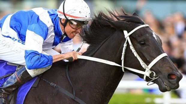 Top elect: Royal Descent is the favourite for next month's Epsom Handicap at Randwick.