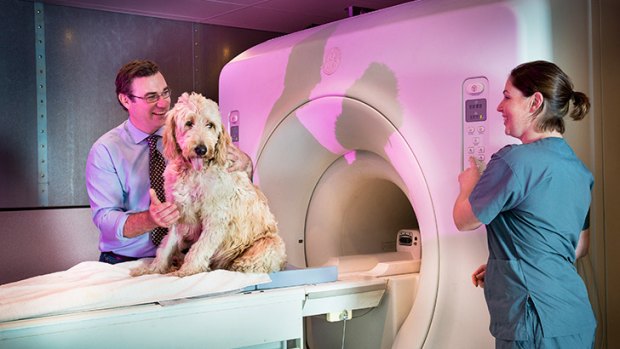 A dog being prepared for an MRI scan.