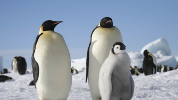 Emperor penguins are at risk from untreated human waste.