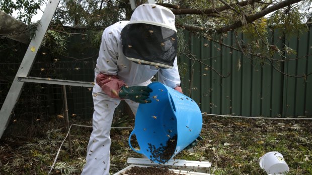   John Johnston from the Beekeepers Association of the ACT places  a swarm of over 60,000 bees into a new hive. 