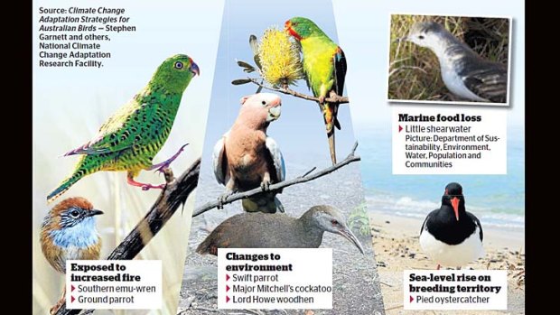 How climate change will affect birds.