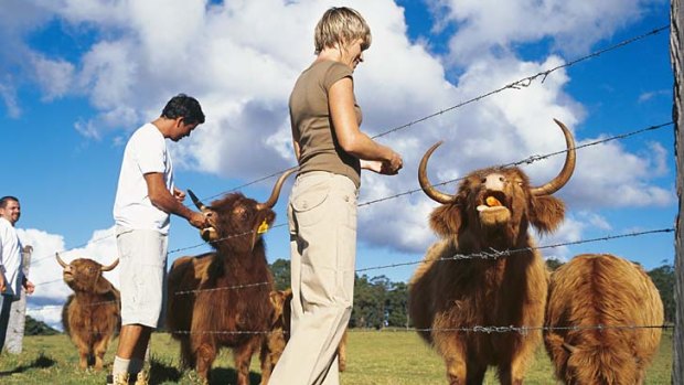 Meet the locals: Cattle at Spicers Peak Lodge.
