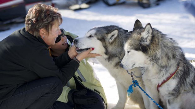 Meeting the racing Huskies in Alaska.