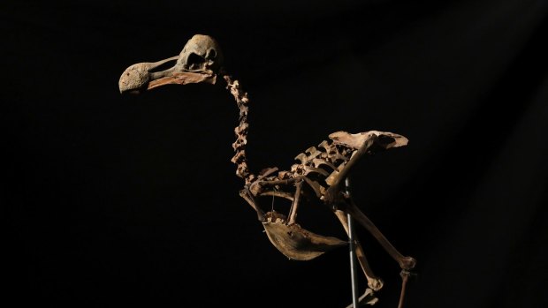 Escaping to another planet may be the only way to avoid humans going the way of the dodo.