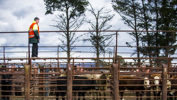 ON GUARD: ACT Territory and Municipal Services senior manager, biosecurity, Stephen Hughes at the Oaks Estate saleyards. Photo: Rohan Thomson