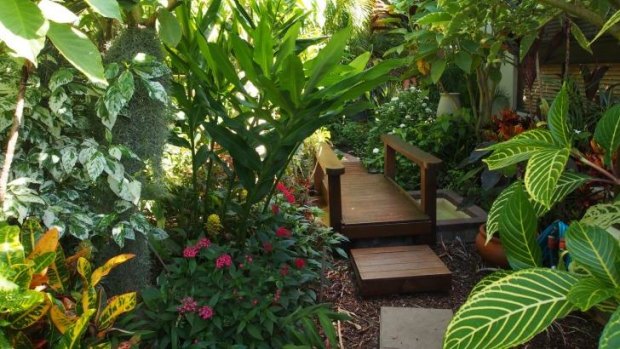 Helen Curran's  Tropical Breeze garden in Seven Hills. 