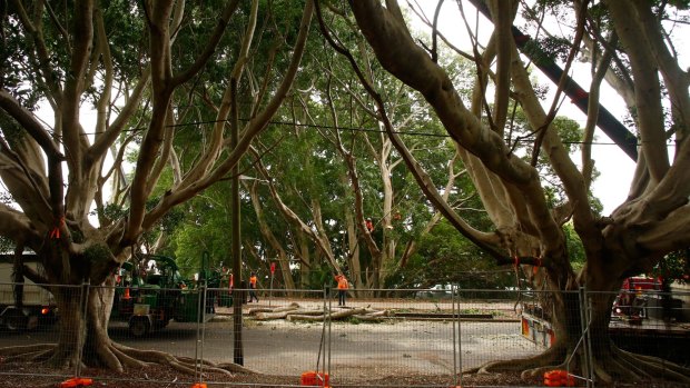 Workers felled trees along Anzac Parade and Alison Road last month.