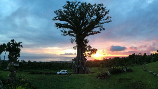 Take a leaf: Sanson, the banyan tree, looks sculptural against the sunset.