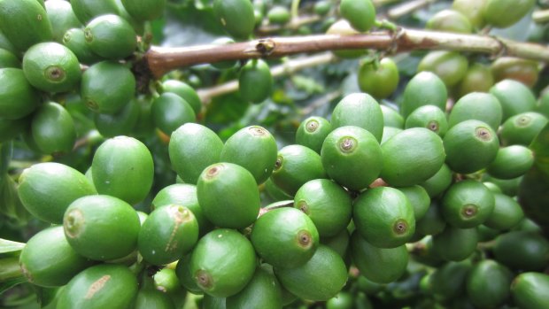 Unripe coffee cherries.