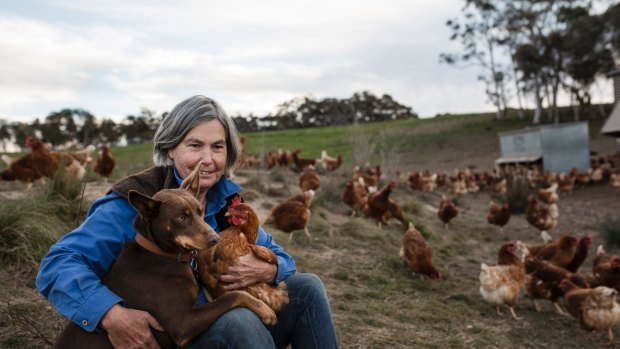 Long Paddocks Eggs have free range chickens who live protected by maremma dogs with the second lowest stocking density per hectare. Long Paddocks Eggs co-owner Amanda Mutton. 